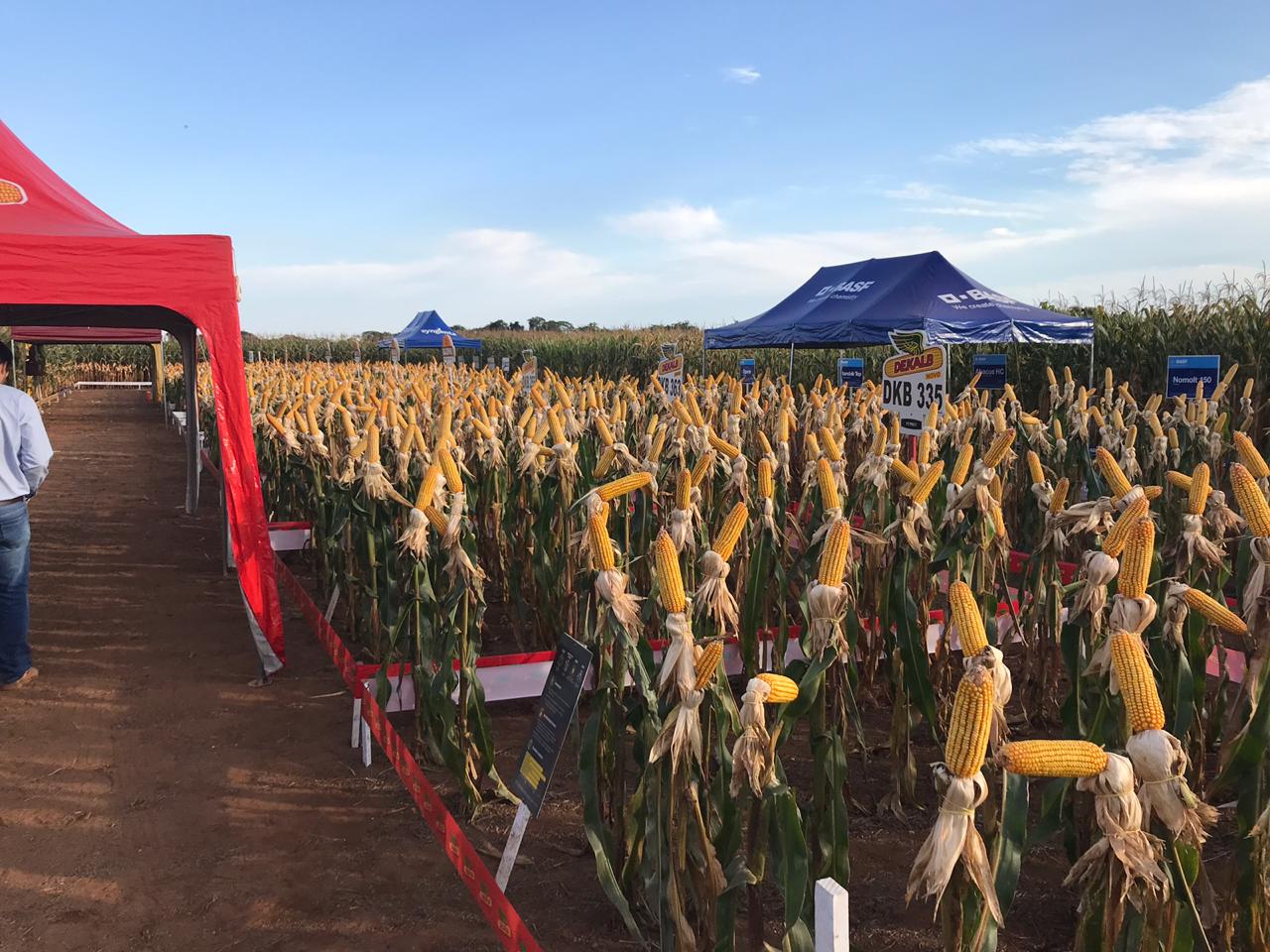 Circuito Tecnológico do Milho, realizado em Brasnorte (MT), no dia 07 de junho de 2019.