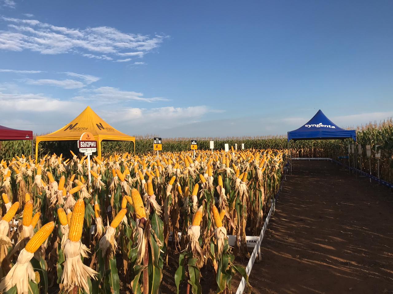 Circuito Tecnológico do Milho, realizado em Brasnorte (MT), no dia 07 de junho de 2019.