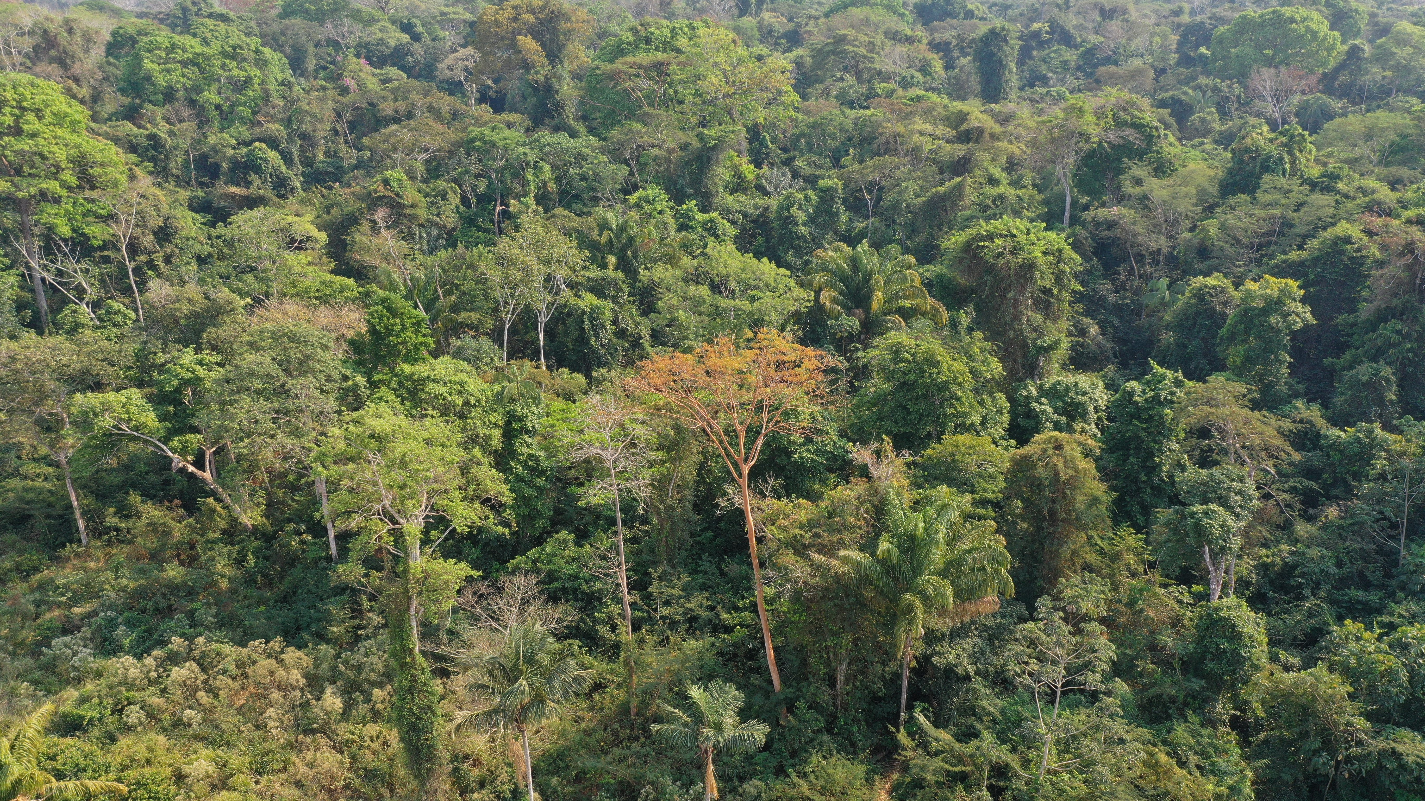 AMAGGI é destaque nos rankings globais Forest 500 e CDP por sua estratégia socioambiental